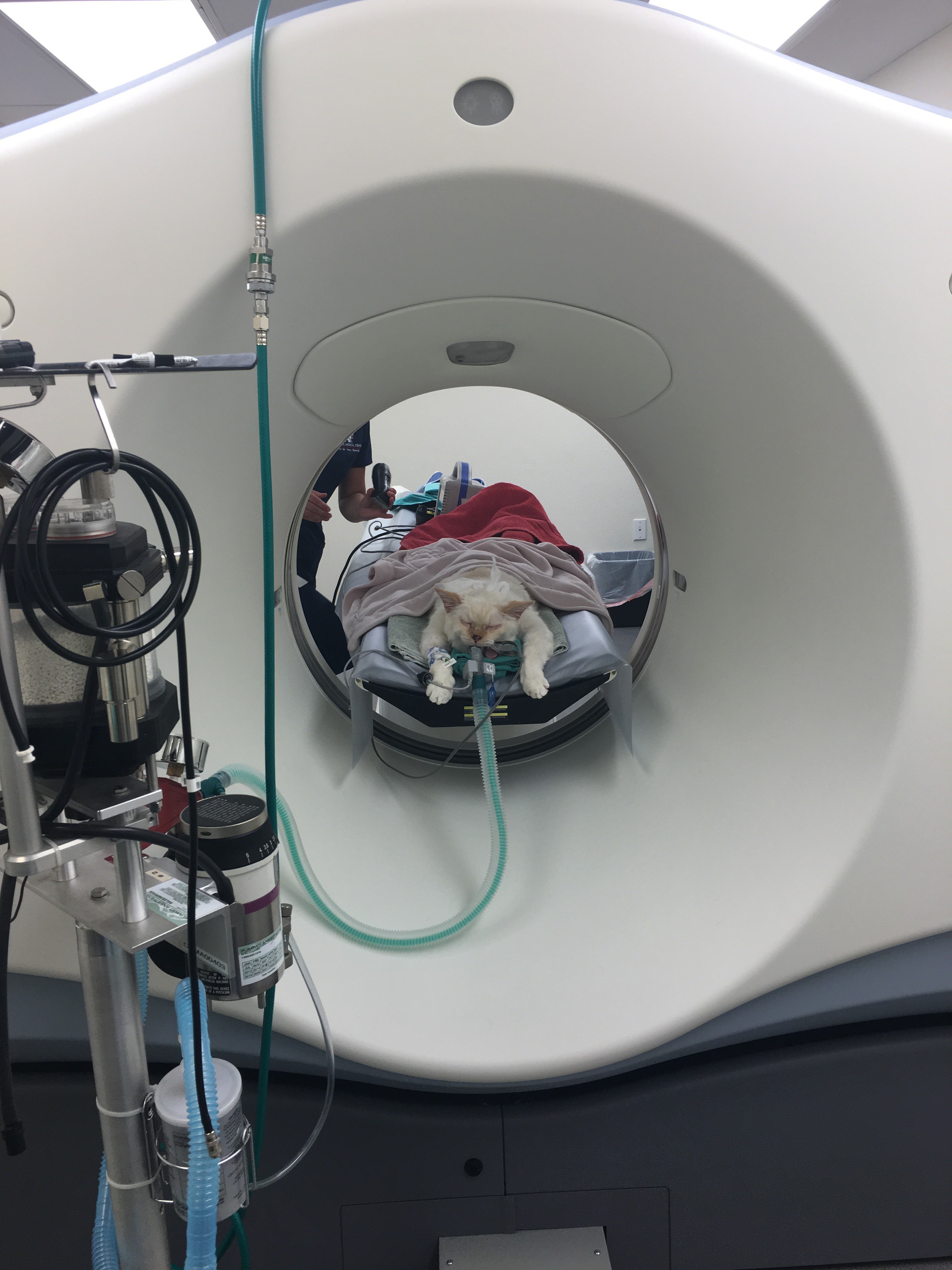 How Much Does A Ct Scan Cost For A Dog - change comin