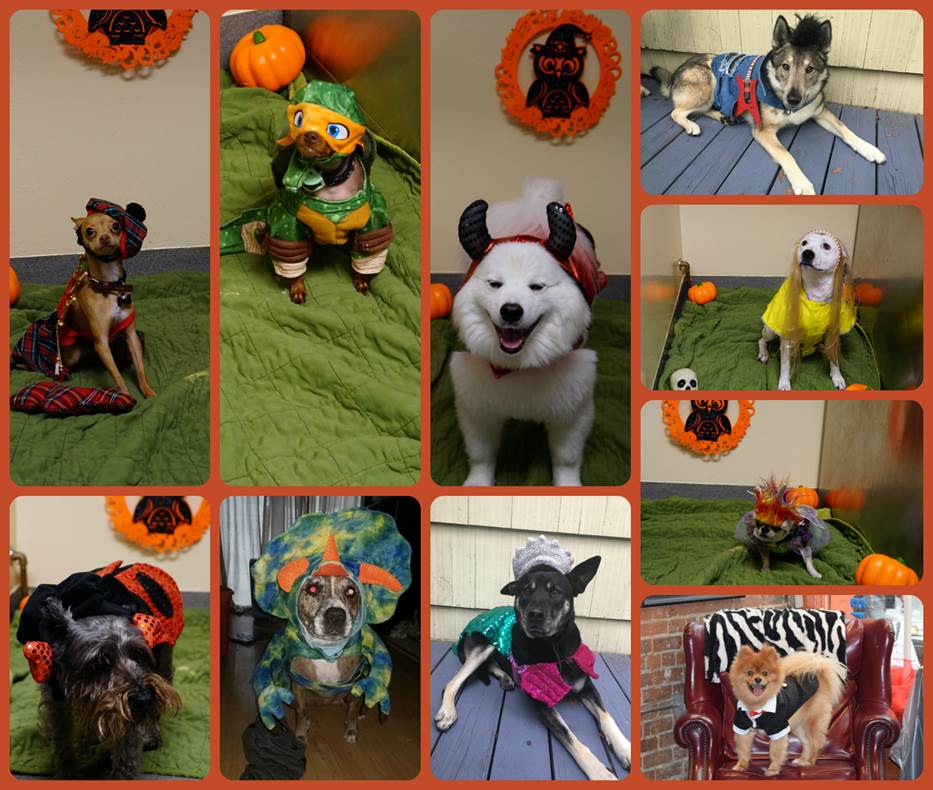 What2Do@TCU  FrogPACK Halloween Pet Photo Contest