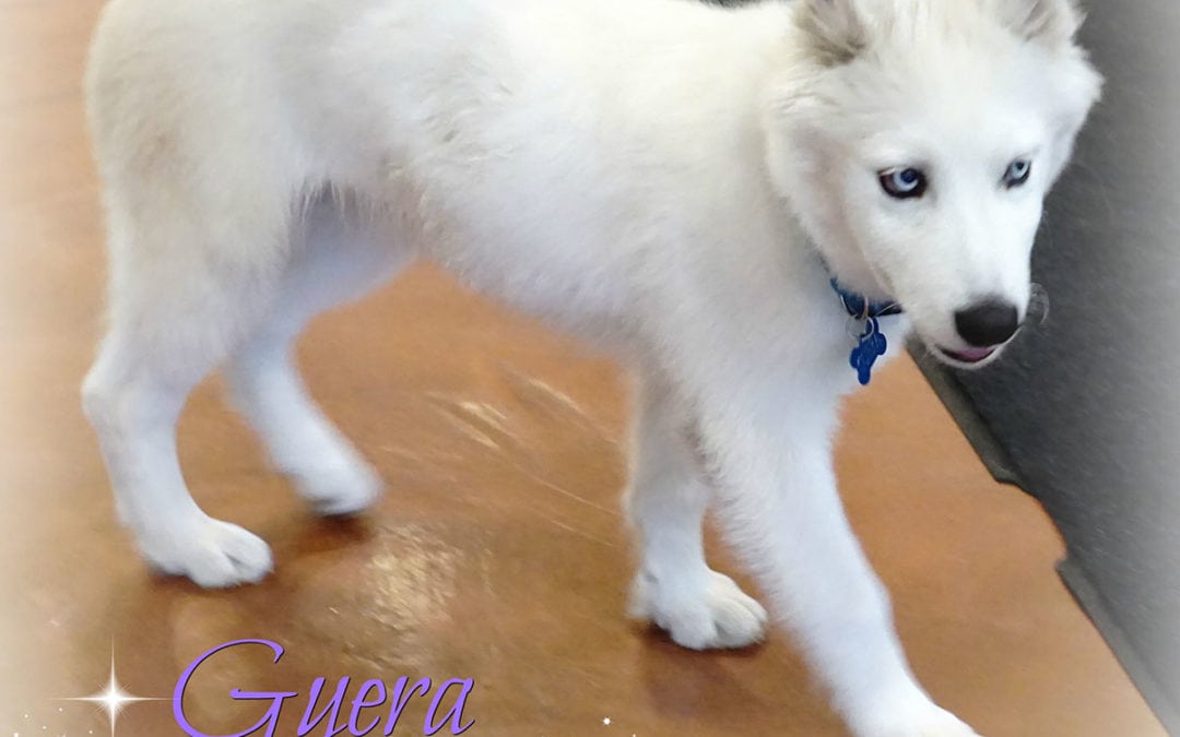 Meet Our Featured Pet – Guera