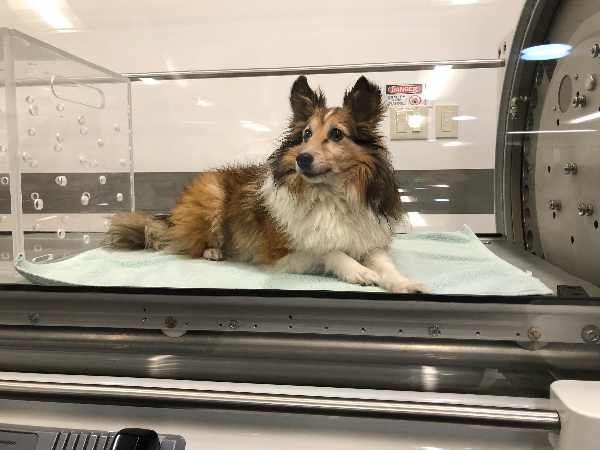 Hyperbaric Oxygen Therapy - Animal Medical Center of Seattle