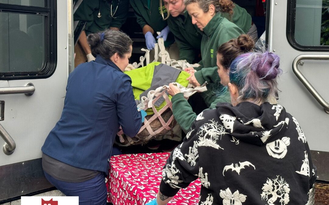 Dennis the Warthog’s Journey to Recovery at the Animal Medical Center of Seattle